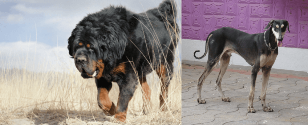 Kanni vs Gaddi Kutta - Breed Comparison