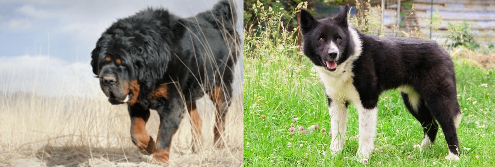 Karelian Bear Dog vs Gaddi Kutta - Breed Comparison