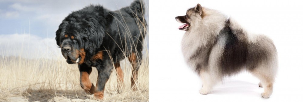 Keeshond vs Gaddi Kutta - Breed Comparison