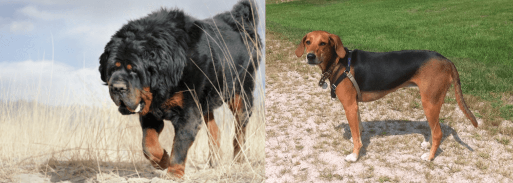 Kerry Beagle vs Gaddi Kutta - Breed Comparison
