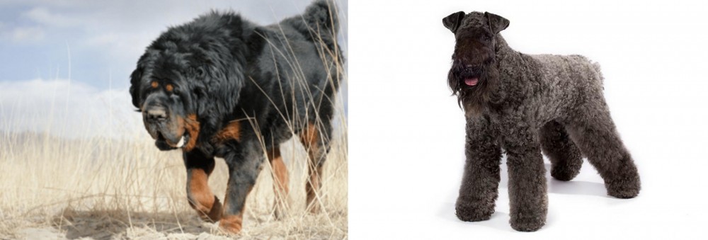 Kerry Blue Terrier vs Gaddi Kutta - Breed Comparison