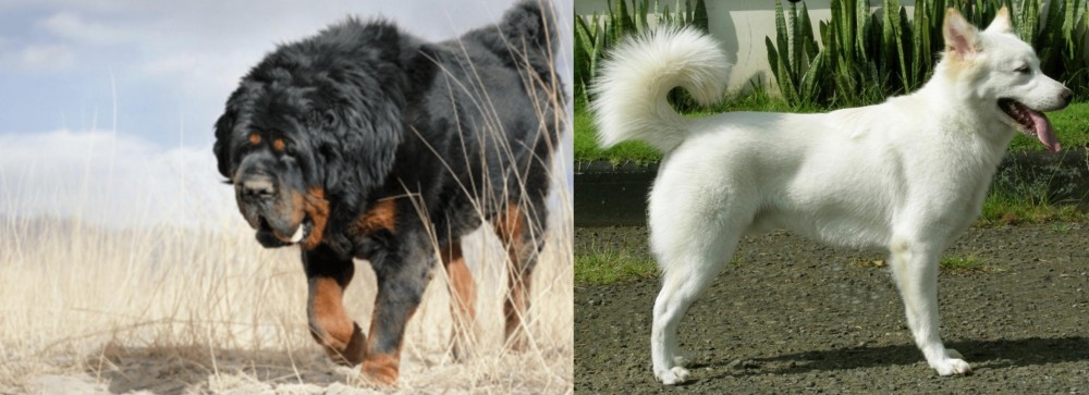 Kintamani vs Gaddi Kutta - Breed Comparison