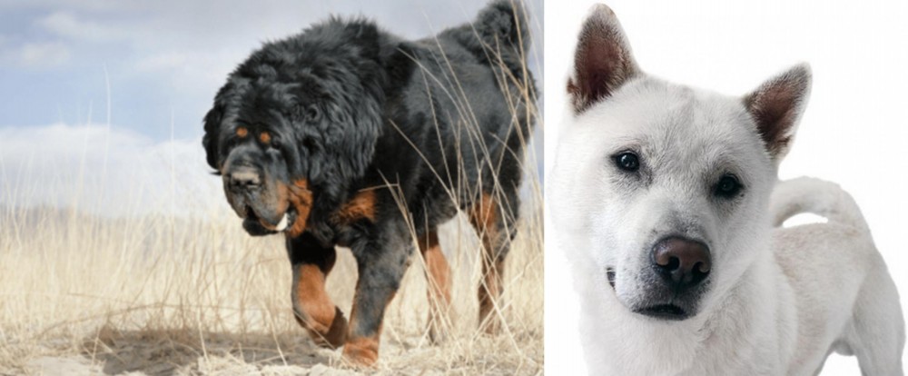 Kishu vs Gaddi Kutta - Breed Comparison