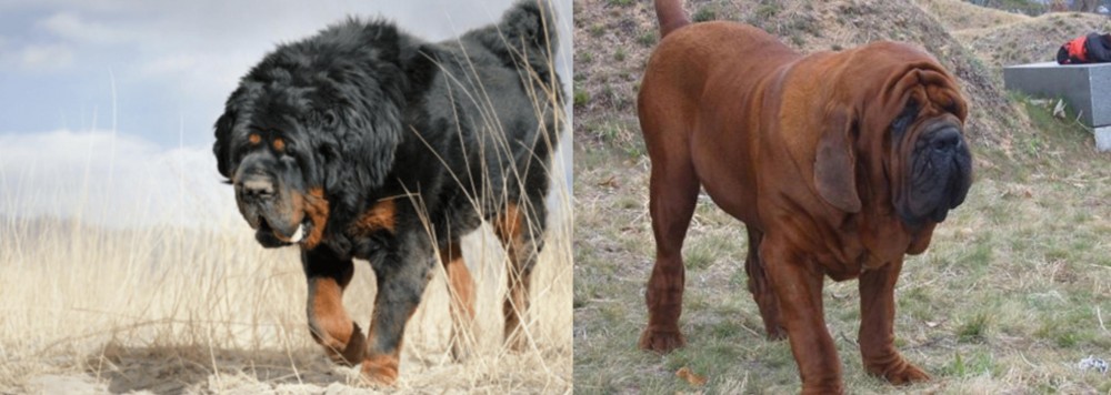 Korean Mastiff vs Gaddi Kutta - Breed Comparison
