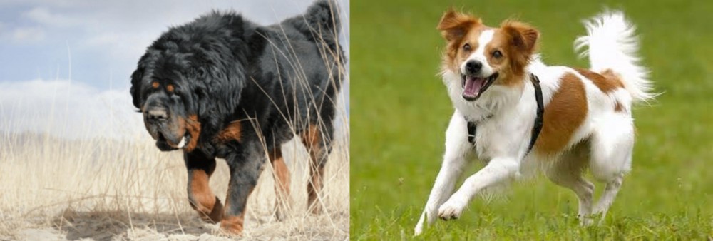 Kromfohrlander vs Gaddi Kutta - Breed Comparison