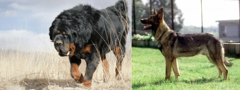 Kunming Dog vs Gaddi Kutta - Breed Comparison