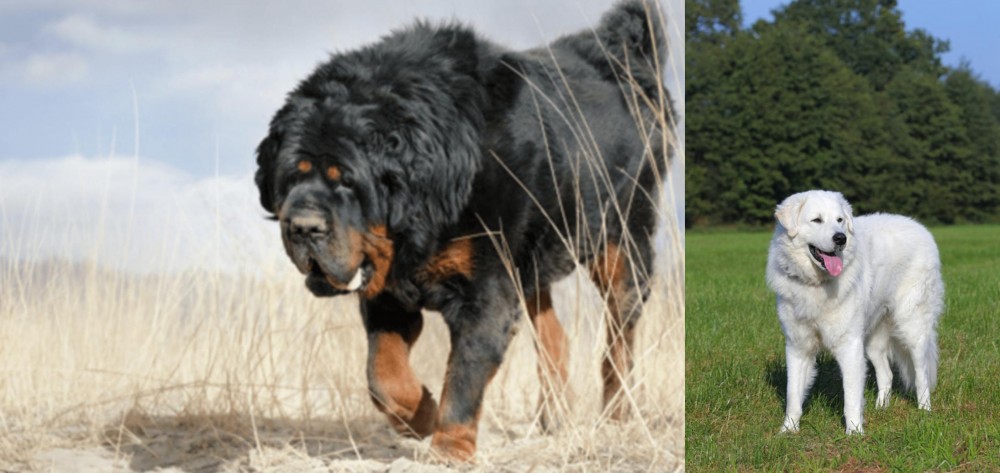 Kuvasz vs Gaddi Kutta - Breed Comparison