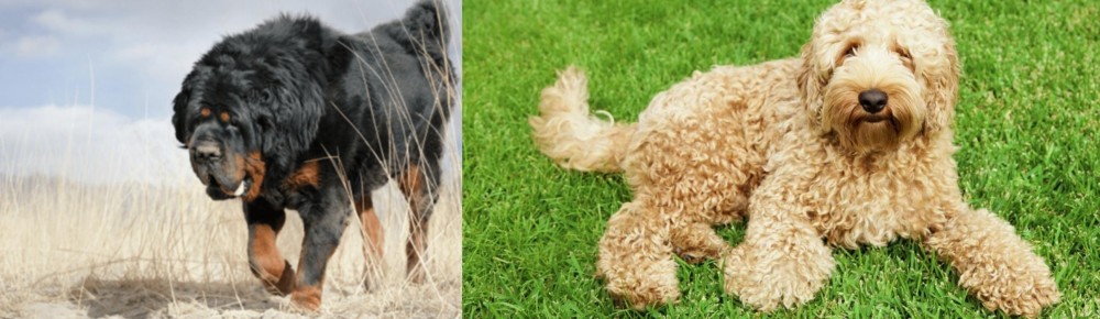 Labradoodle vs Gaddi Kutta - Breed Comparison