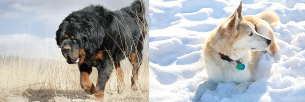 Labrador Husky vs Gaddi Kutta - Breed Comparison