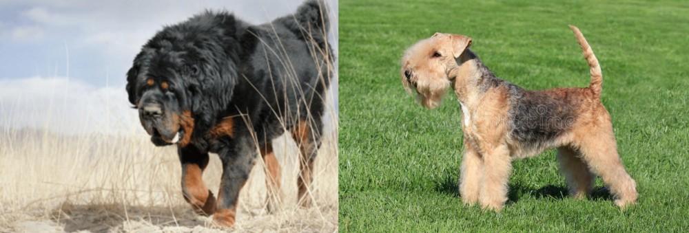 Lakeland Terrier vs Gaddi Kutta - Breed Comparison