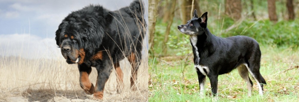 Lapponian Herder vs Gaddi Kutta - Breed Comparison