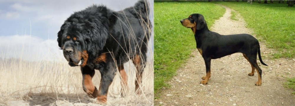 Latvian Hound vs Gaddi Kutta - Breed Comparison