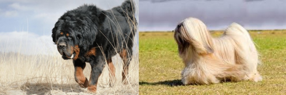 Lhasa Apso vs Gaddi Kutta - Breed Comparison