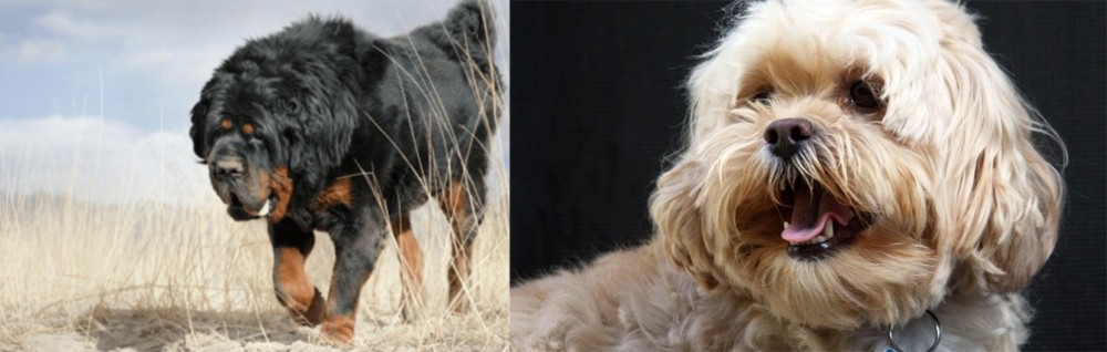 Lhasapoo vs Gaddi Kutta - Breed Comparison