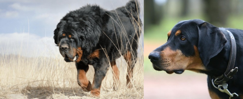 Lithuanian Hound vs Gaddi Kutta - Breed Comparison