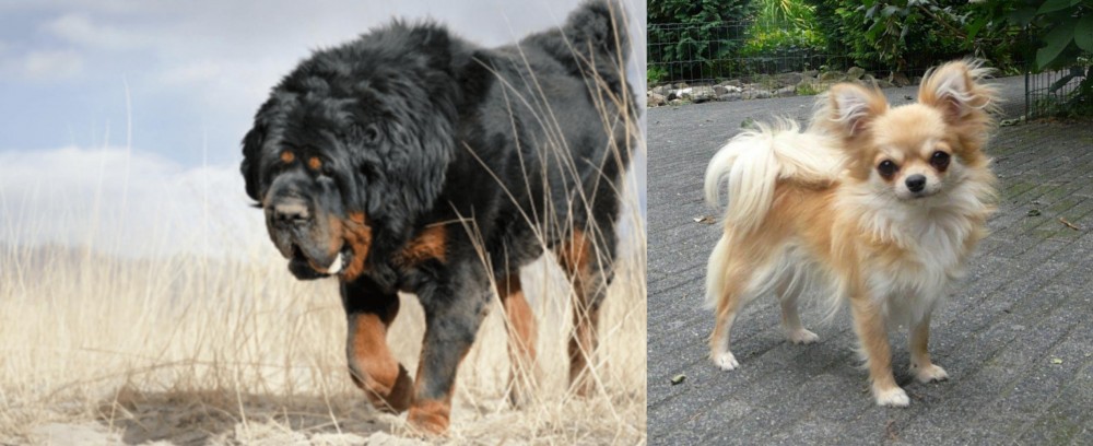 Long Haired Chihuahua vs Gaddi Kutta - Breed Comparison