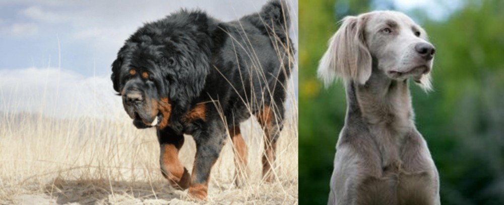 Longhaired Weimaraner vs Gaddi Kutta - Breed Comparison