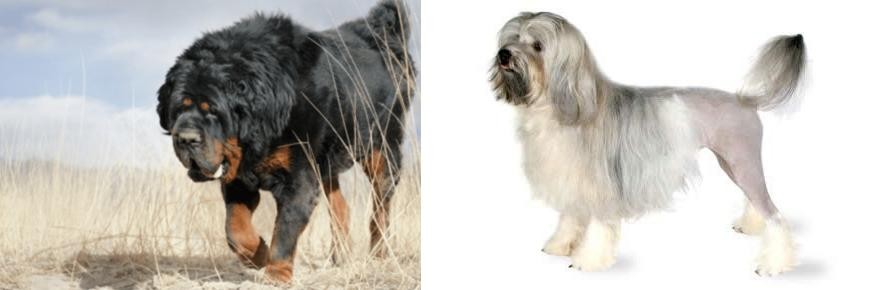 Lowchen vs Gaddi Kutta - Breed Comparison