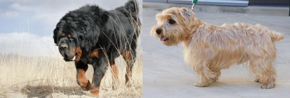 Lucas Terrier vs Gaddi Kutta - Breed Comparison