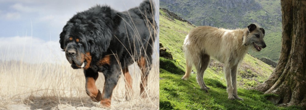 Lurcher vs Gaddi Kutta - Breed Comparison