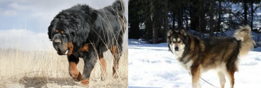 Mackenzie River Husky vs Gaddi Kutta - Breed Comparison