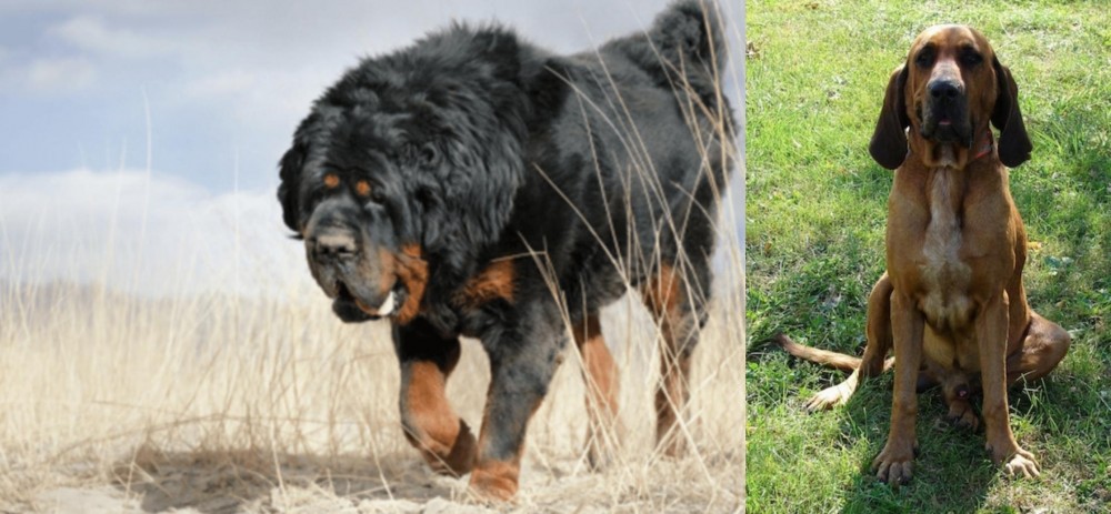 Majestic Tree Hound vs Gaddi Kutta - Breed Comparison