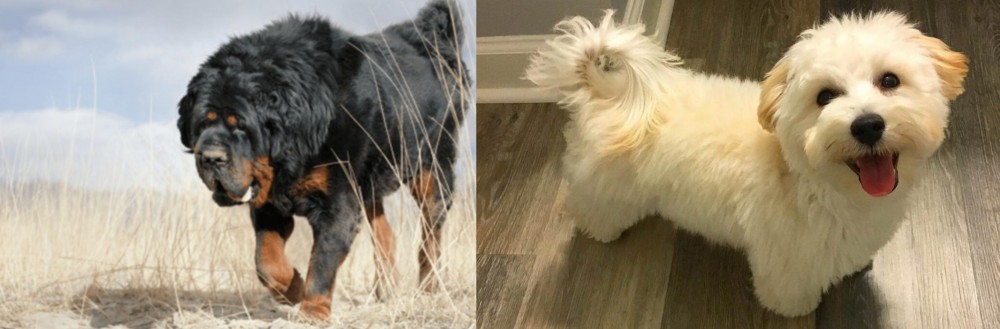 Maltipoo vs Gaddi Kutta - Breed Comparison
