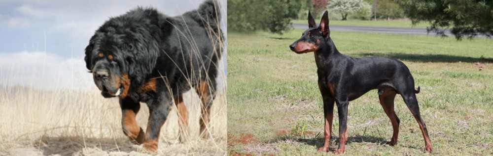 Manchester Terrier vs Gaddi Kutta - Breed Comparison
