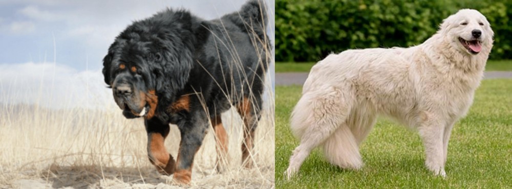 Maremma Sheepdog vs Gaddi Kutta - Breed Comparison