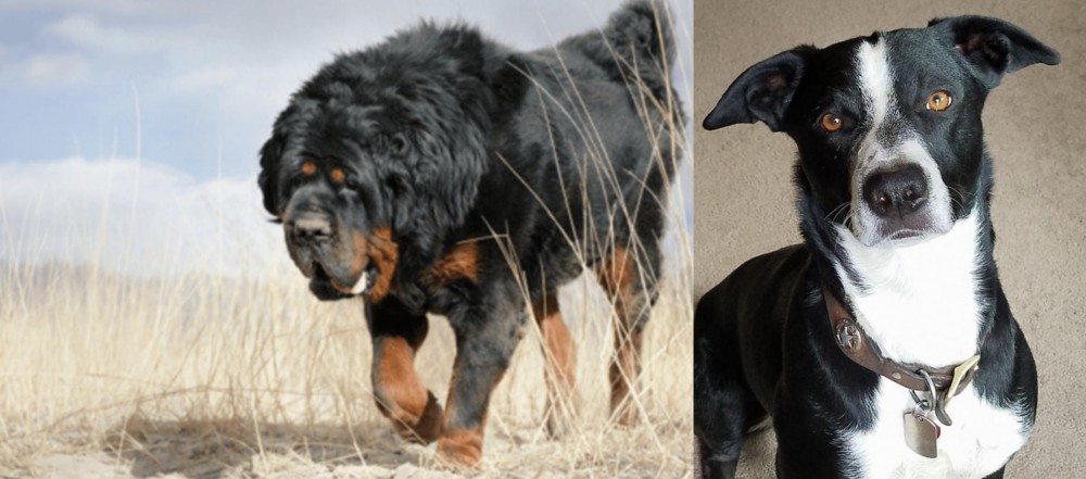 McNab vs Gaddi Kutta - Breed Comparison