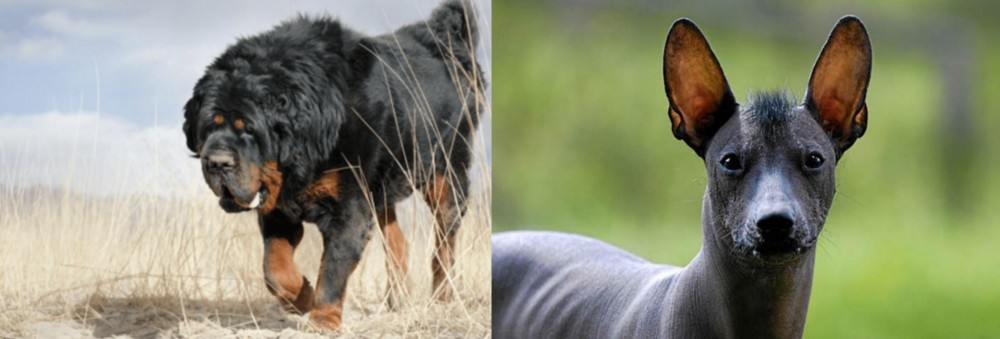 Mexican Hairless vs Gaddi Kutta - Breed Comparison