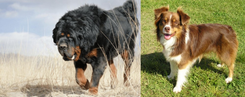 Miniature Australian Shepherd vs Gaddi Kutta - Breed Comparison