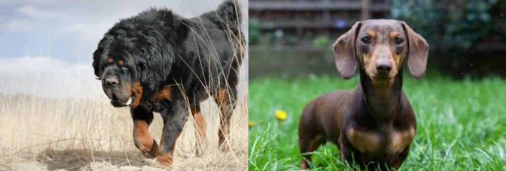 Miniature Dachshund vs Gaddi Kutta - Breed Comparison