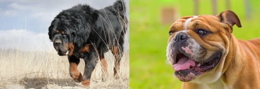 Miniature English Bulldog vs Gaddi Kutta - Breed Comparison