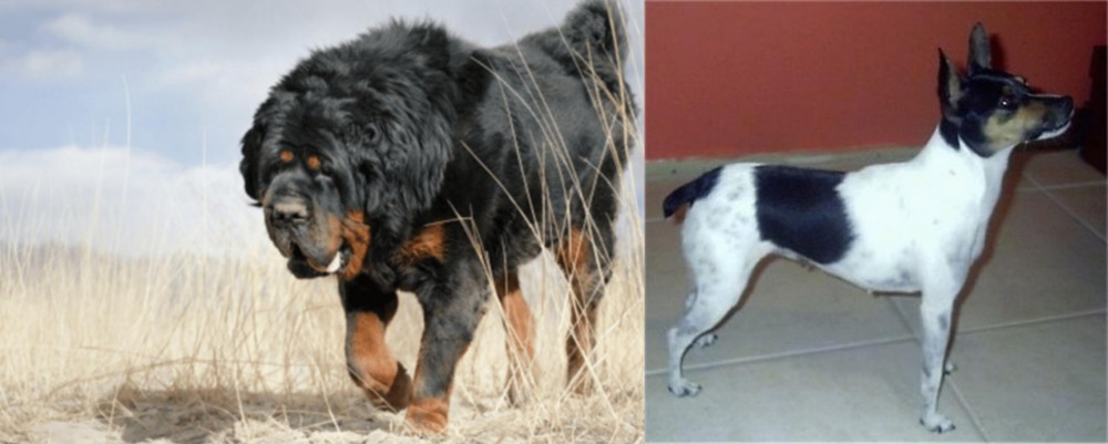 Miniature Fox Terrier vs Gaddi Kutta - Breed Comparison