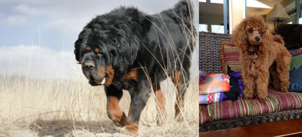 Miniature Poodle vs Gaddi Kutta - Breed Comparison