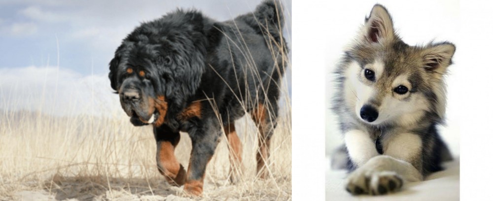 Miniature Siberian Husky vs Gaddi Kutta - Breed Comparison