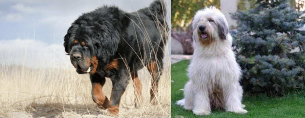 Mioritic Sheepdog vs Gaddi Kutta - Breed Comparison