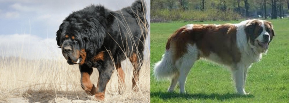 Moscow Watchdog vs Gaddi Kutta - Breed Comparison