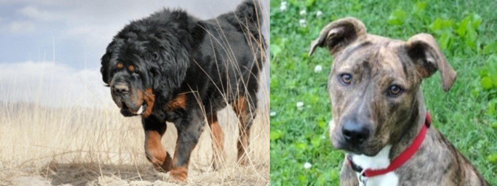 Mountain Cur vs Gaddi Kutta - Breed Comparison