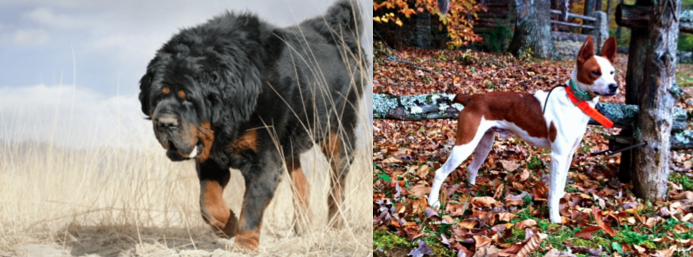 Mountain Feist vs Gaddi Kutta - Breed Comparison