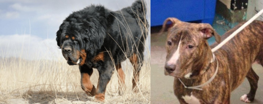 Mountain View Cur vs Gaddi Kutta - Breed Comparison