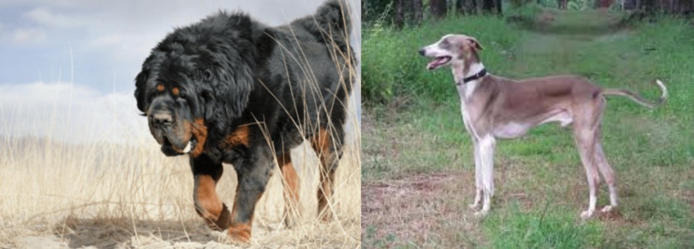 Mudhol Hound vs Gaddi Kutta - Breed Comparison