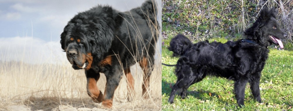 Mudi vs Gaddi Kutta - Breed Comparison