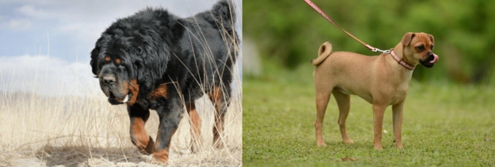 Muggin vs Gaddi Kutta - Breed Comparison