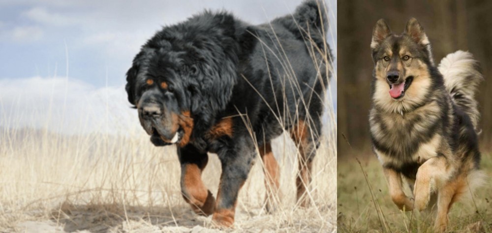 Native American Indian Dog vs Gaddi Kutta - Breed Comparison