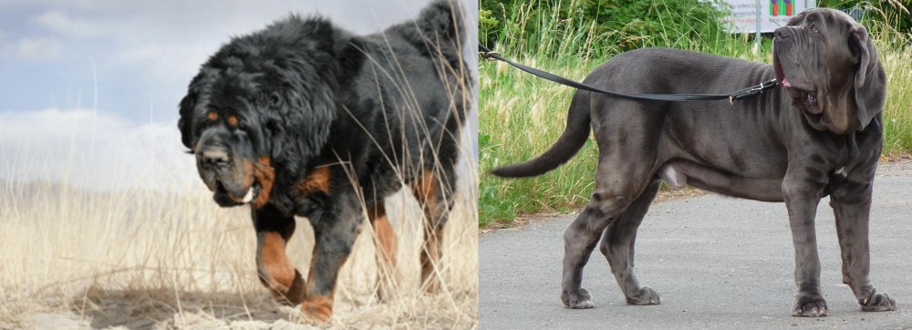 Neapolitan Mastiff vs Gaddi Kutta - Breed Comparison