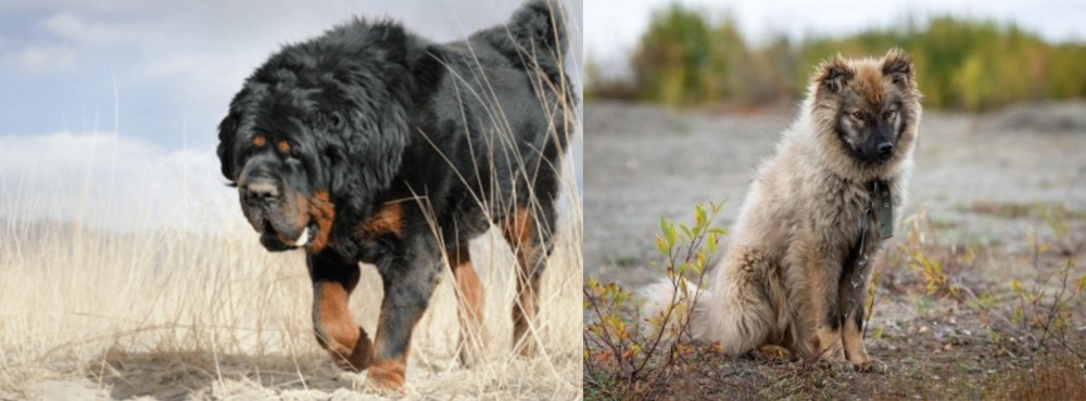 Nenets Herding Laika vs Gaddi Kutta - Breed Comparison
