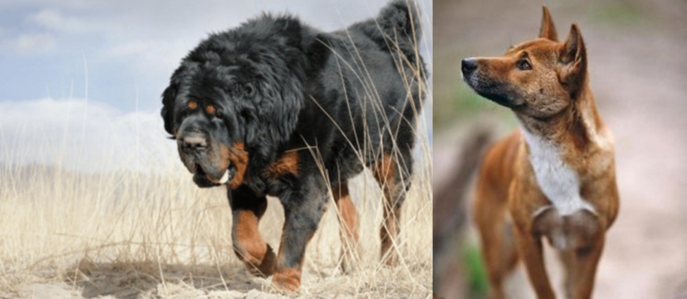 New Guinea Singing Dog vs Gaddi Kutta - Breed Comparison