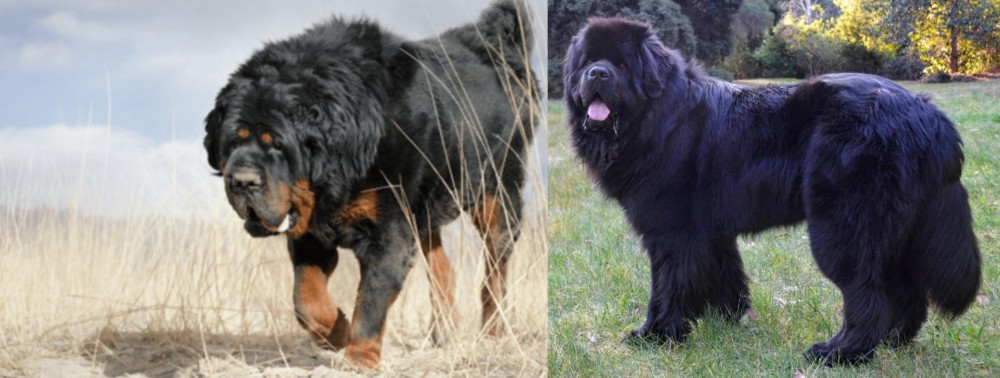 Newfoundland Dog vs Gaddi Kutta - Breed Comparison